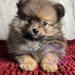 HOLD AKC BABE - Orange sable male Pomeranian puppy in Watkins Glen, New York from Wicked Spirits Pomeranians