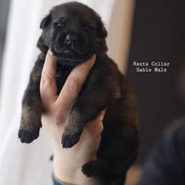 Rasta collar - Sable male German Shepherd puppy in Prospect, Connecticut from Di Massimo Canile