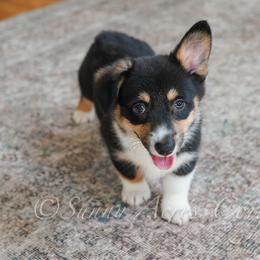 Raven - Black and tan female Pembroke Welsh Corgi puppy in Bedford, Indiana from Sunny Acres Corgis