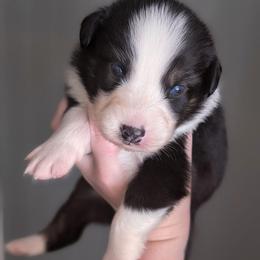 Cady - Black tri-color female Australian Shepherd puppy in Georgetown, Texas from River Reign Australian Shepherds