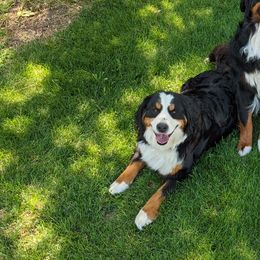 Mirabel - Bernese Mountain Dog