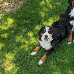 Mirabel - Bernese Mountain Dog