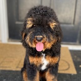 Annabelle - Bernedoodle