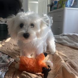 Piper - Maltipoo