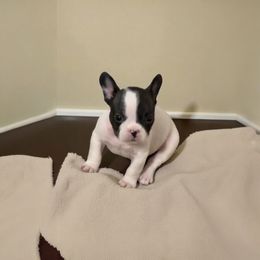 Red - White and black female French Bulldog puppy in Grand Praire, Texas from Von Darr Kennels