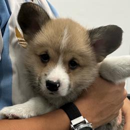 Little Bear - Red male Pembroke Welsh Corgi puppy in Urbana, Ohio from Edgewood Farm and Kennel