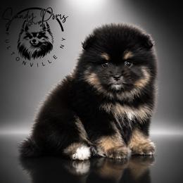 Bowie - Black and tan male Pomeranian puppy in Fultonville, New York from Sandy Aussies & Pomeranians