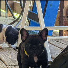 French Bulldog Puppies from Pelis French Bulldogs