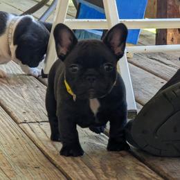 French Bulldog Puppies from Pelis French Bulldogs