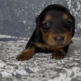 Dixie - Black and tan female Dachshund puppy in Poteau, Oklahoma from Sisters Dazzling Dachshunds