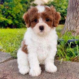 Aspen - Blenheim female Cavapoo puppy in Salt Lake City, Utah from SunnySide Mini Doodles