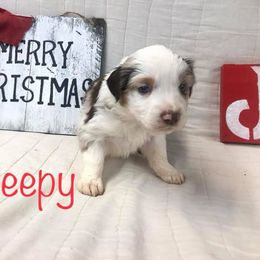 Australian Shepherd Puppies from Michelle Ferguson