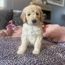 Greg (green) - Cream male Goldendoodle puppy in Fayettville Ar, Arkansas from Ozark Bulldogs and doodles