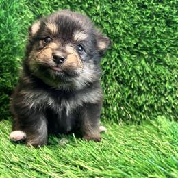 Nova - Tri-colored female Pomeranian puppy in Atlanta, Georgia from Merle Paws Pomeranians