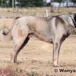 Dash - Anatolian Shepherd Dog