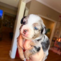Blue Merle female - Blue merle female Miniature Australian Shepherd puppy in Buchanan, Georgia from Stanleyville Farm Mini Aussies