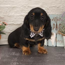 Dachshund Puppies from Madra's Dashing Doxies