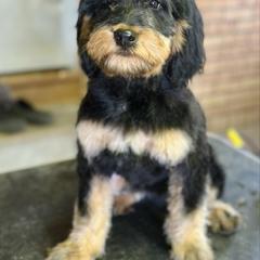 Poppy - female Golden Mountain Doodle puppy in Twin Falls, Idaho from Burrow & Bone