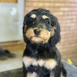 Poppy - female Golden Mountain Doodle puppy in Twin Falls, Idaho from Burrow & Bone
