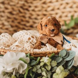 Rooster - Red  Goldendoodle puppy in Riverton, Utah from Utah Doodlebug