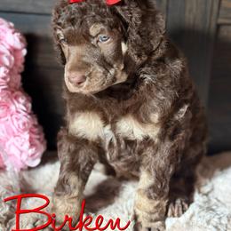 Birken - Phantom female Poodle puppy in Independence, Kansas from Malone Standard Poodles