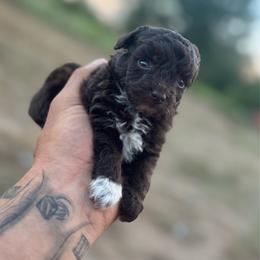 Marshall - Brown and white male Aussiedoodle puppy in Timpson, Texas from Double S Kennel
