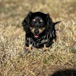 Dachshund Puppies from McJazzin Doxies