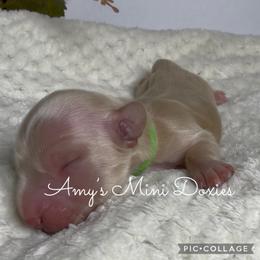 AKC Hunter (Green) - Cream male Dachshund puppy in Jena, Louisiana from Amy’s Mini Doxies