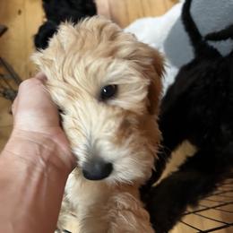 Goldendoodle Puppies from Lundee Doodles
