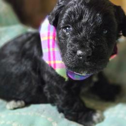 Boy 2 - Black and tan male Corgipoo puppy in Junction, Utah from Sugar Doodles