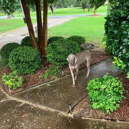 Pinkie - Weimaraner