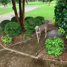 Pinkie - Weimaraner