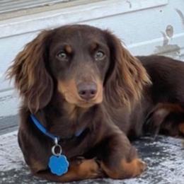 Poodie - Dachshund