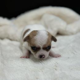 Paul - Fawn male Chihuahua puppy in Lee Center, New York from Alfheim-Andromeda Chihuahua's (A &A's)