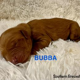 Bubba - Dark golden male Golden Retriever puppy in Jonesboro, Arkansas from N. E. Arkansas Goldens and Doodles