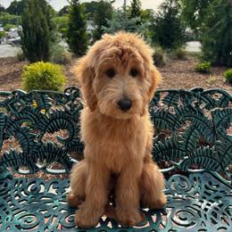 Eddie 3,250 - Apricot male Goldendoodle puppy in Georgetown, Tennessee from Georgetown Designer & Purebred Puppies