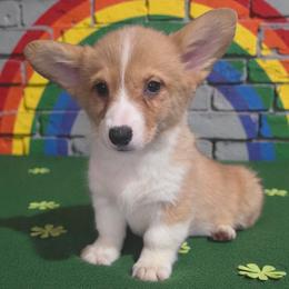 Female 2 - Red female Pembroke Welsh Corgi puppy in Unicoi, Tennessee from East Tennessee Clark Corgis