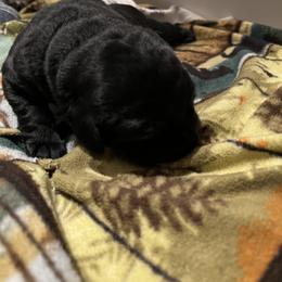 Labrador Retriever Puppies from LakeHouse Labrador Retriever