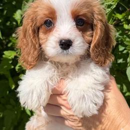 Josh - Red male Cavapoo puppy in Tucson, Arizona from Adored Poodle & Doodles