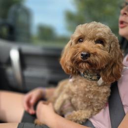 Indy - Goldendoodle