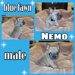 Boy 1 - French Bulldog puppy in Sandy, Utah from Fanciful Frenchies