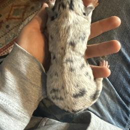 Molly - Blue merle female Border Collie puppy in North Lakeport, California from Wild Rose Ranch
