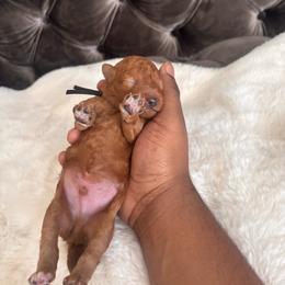 Black collar boy - Red  male Goldendoodle puppy in Fort Myers, Florida from Gandystailsofjoy