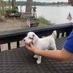 English Setter Puppies from Monkota Setters