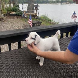 English Setter Puppies from Monkota Setters