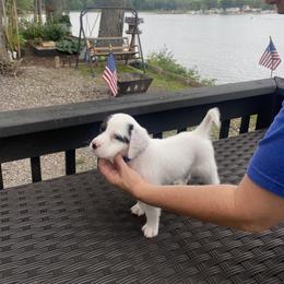 English Setter Puppies from Monkota Setters