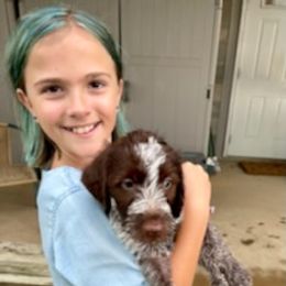 Wirehaired Pointing Griffon Puppies from Leaping Dog Griffons