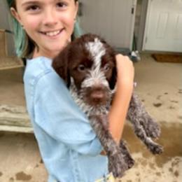 Wirehaired Pointing Griffon Puppies from Leaping Dog Griffons