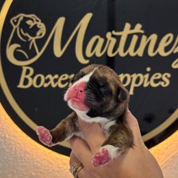 Girl 1 - Brindle female Boxer puppy in Orlando, Florida from Martinez AKC Boxers of Central Florida