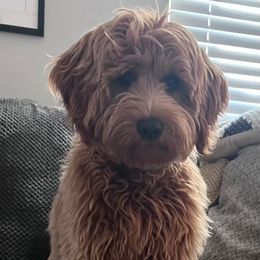 Charlie - Goldendoodle